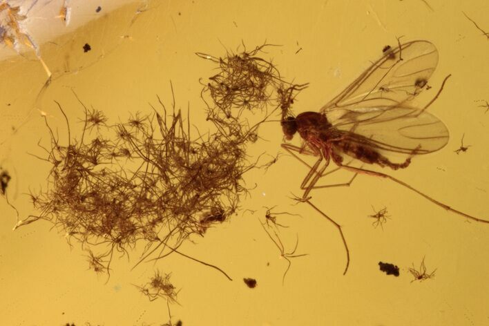 Detailed Gnats, Wasp, and Oak Stellate Hair Cluster In Baltic Amber #272119